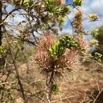 Combretum mossambicense Kvet