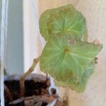 Begonia spp. Leaf