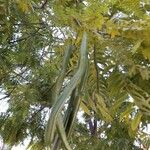 Cassia leptophylla 果實