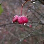 Euonymus latifolius Fruto