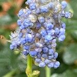 Ceanothus thyrsiflorus Flower