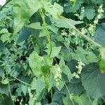 Fallopia dumetorum Flors