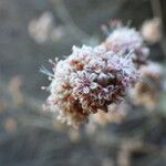 Eriogonum cinereum Цветок