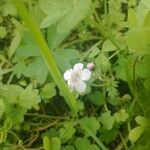 Phacelia bipinnatifida Hábitos