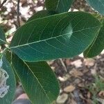 Dais cotinifolia Φύλλο