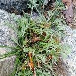 Artemisia umbelliformis Blad