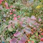 Spiraea trilobata Leaf