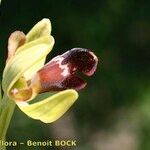 Ophrys omegaifera Flower