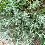 Teucrium poliumপাতা