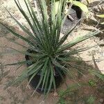 Agave toumeyana Frunză