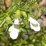 Stachys glutinosa Flower