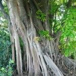 Ficus benghalensis Kora