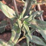 Blepharis linariifolia Leaf
