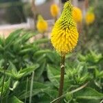 Kniphofia linearifolia 花