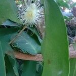 Syzygium samarangense Flor