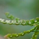 Hippocrepis ciliata Fruit