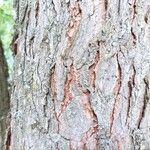 Gymnocladus dioicus Bark