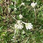 Antennaria howellii Flower