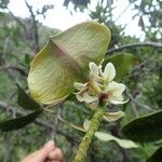 Cerberiopsis neriifolia Bloem