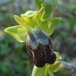 Ophrys lupercalis Mosusu