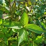 Weigela florida Leaf