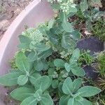 Sedum telephium Leaf