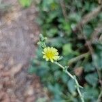 Lactuca serriolaBlüte