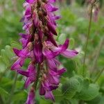 Hedysarum hedysaroides Flower