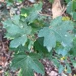 Acer campestreBlatt