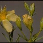 Hypericum concinnum 花