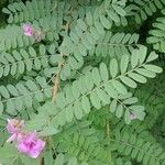 Indigofera heterantha Leaf