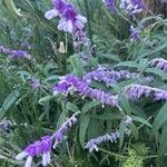 Salvia leucantha Цветок