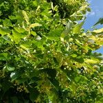 Tilia × euchlora Fruit