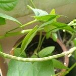 Vigna unguiculata Fruitua