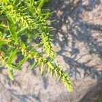 Amaranthus palmeri Цвят