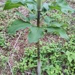 Arisaema serratum Leaf