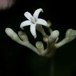 Rudgea cornifolia Kvet