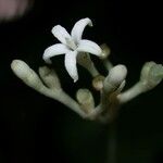 Rudgea cornifolia പുഷ്പം