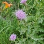 Cirsium arvenseফুল