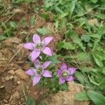 Gentianella germanica Fleur