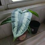 Goeppertia picturata 葉