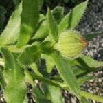 Calendula arvensis その他の提案
