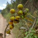 Byrsonima spicata Fruit