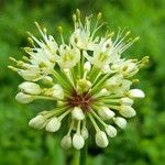 Allium victorialis Kwiat