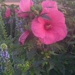 Hibiscus palustris Flower