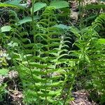 Dryopteris villarii Fulla