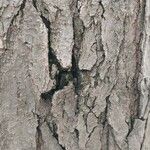 Gymnocladus dioicus Bark