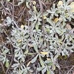 Antennaria parvifolia Ліст