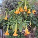Brugmansia versicolor Kvet