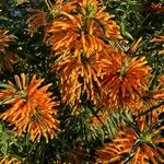 Leonotis leonurus Flower